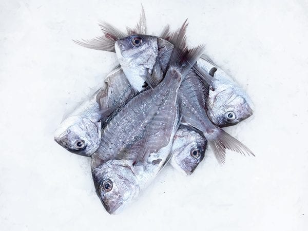 Snapper heads and frames