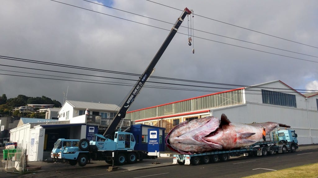 Big Hapuka3