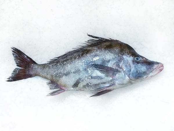 Boarfish whole