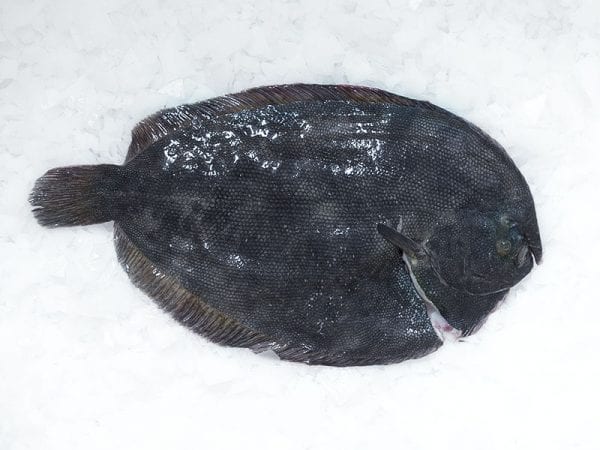 Brill whole gutted