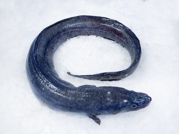 Conga eel whole