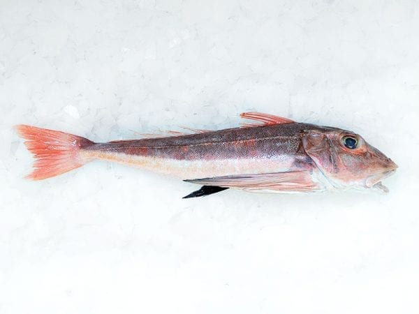 Gurnard whole 2