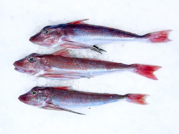 Gurnard whole