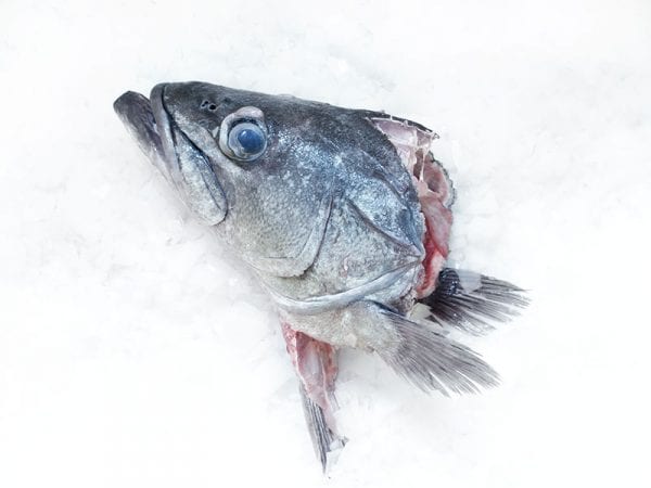 Hapuka head