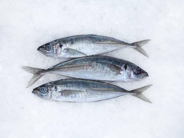 Jack Mackeral whole