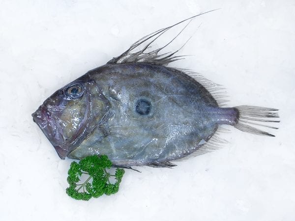 John Dory whole