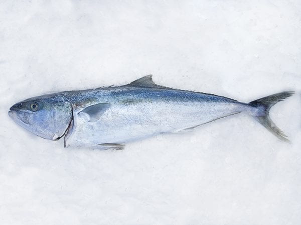 Kingfish whole