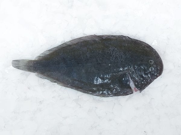 Lemon sole whole gutted