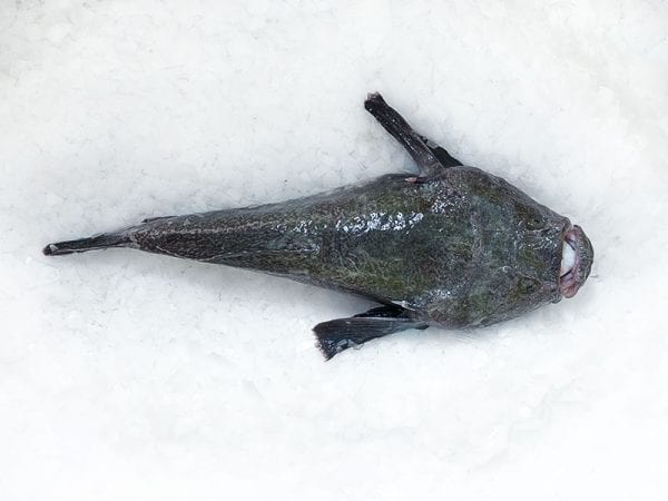 Monk fish whole