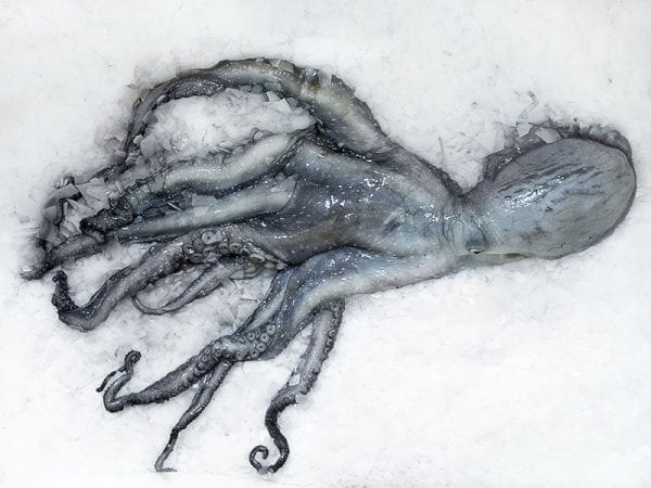 Octopus whole