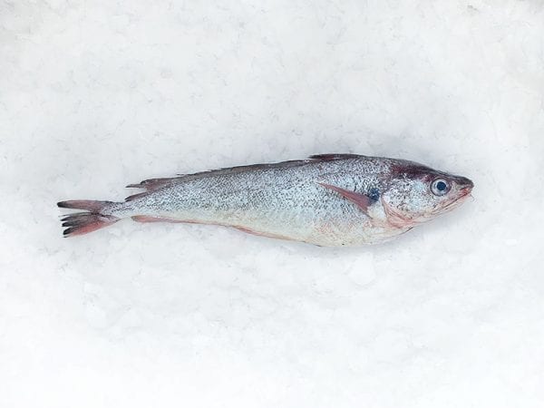 Red cod whole