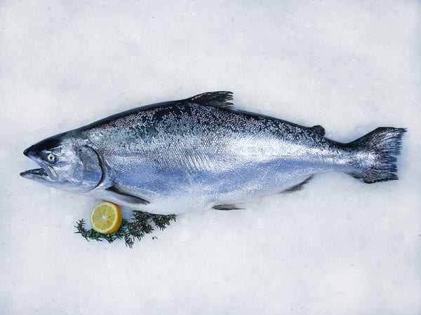 Salmon whole