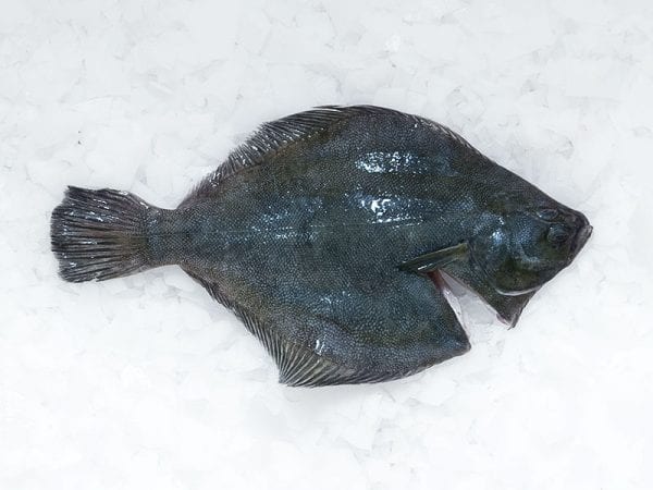 Sand flounder whole gutted