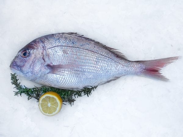 Snapper whole