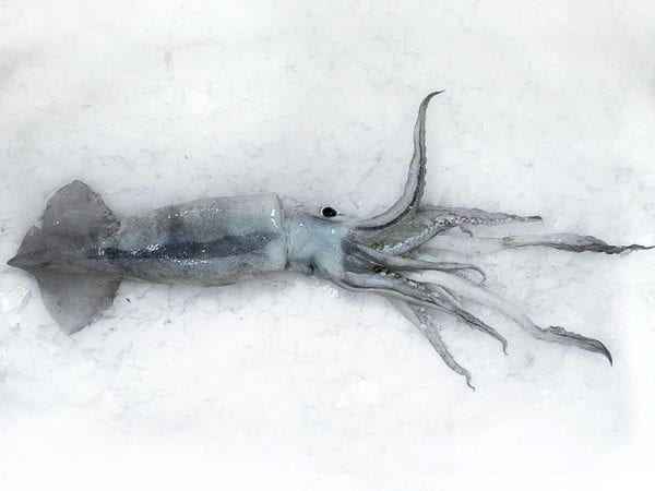 Squid whole