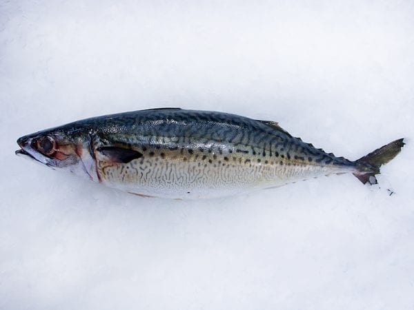 English Mackeral Whole