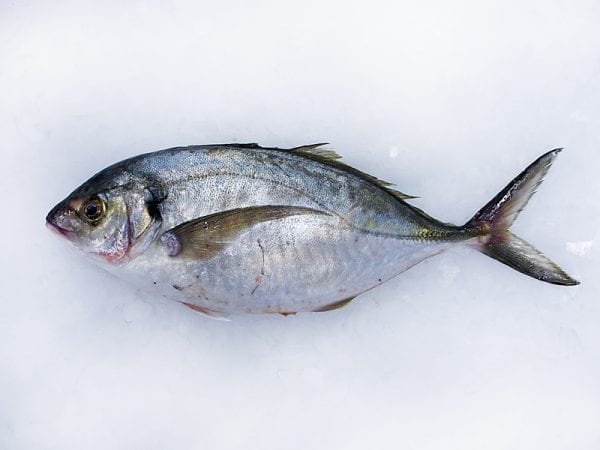 Trevally Whole